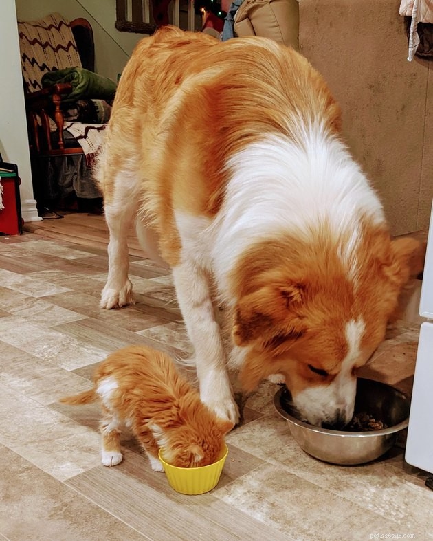 12 Heartwarming Animal Friendships to Share with Your Best Friend