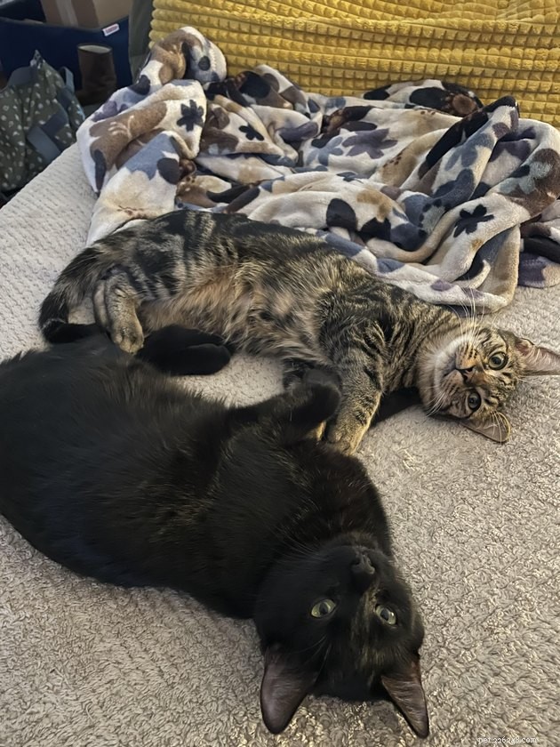 12 Heartwarming Animal Friendships to Share with Your Best Friend