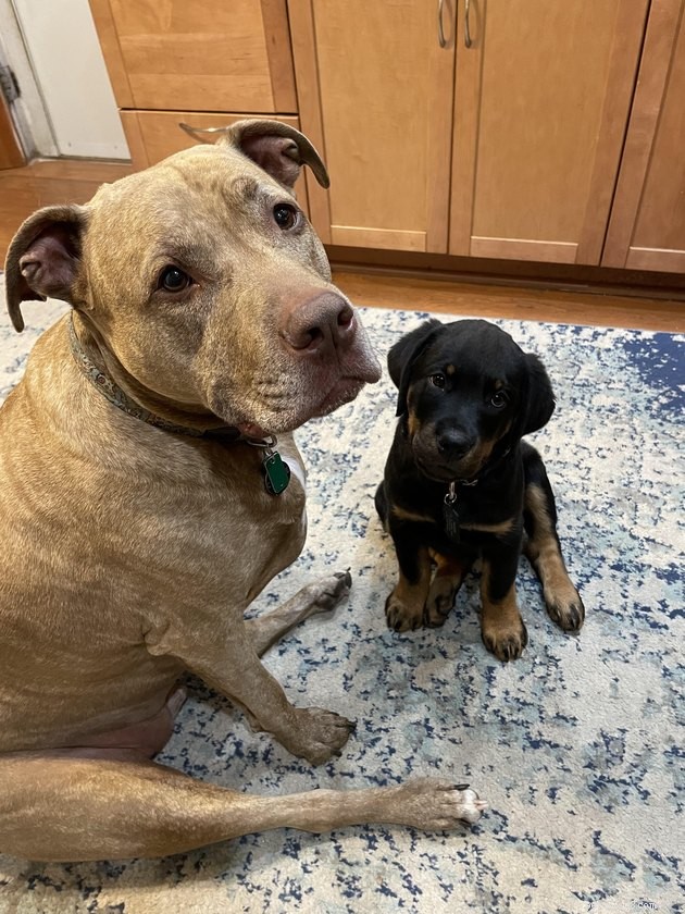 12 Heartwarming Animal Friendships to Share with Your Best Friend