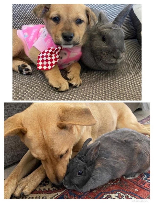 12 Heartwarming Animal Friendships to Share with Your Best Friend