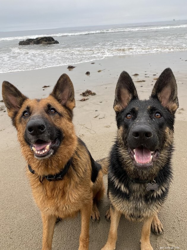 12 Heartwarming Animal Friendships to Share with Your Best Friend