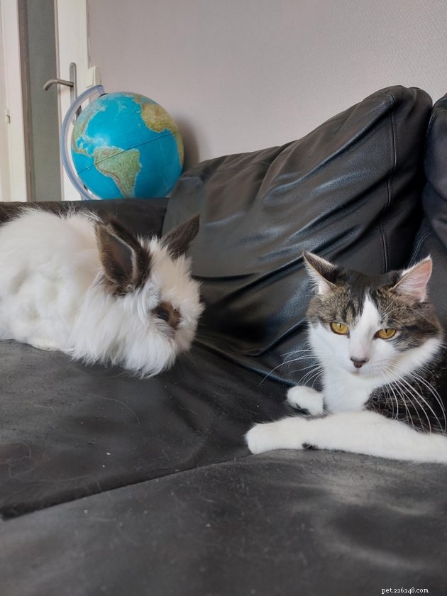 12 Heartwarming Animal Friendships to Share with Your Best Friend