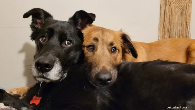 12 Heartwarming Animal Friendships to Share with Your Best Friend