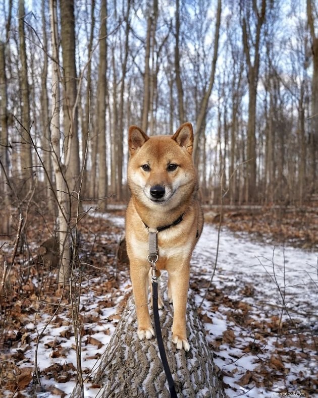 How 19 Dogs Use Hiking to Relieve Stress and Stay Fit