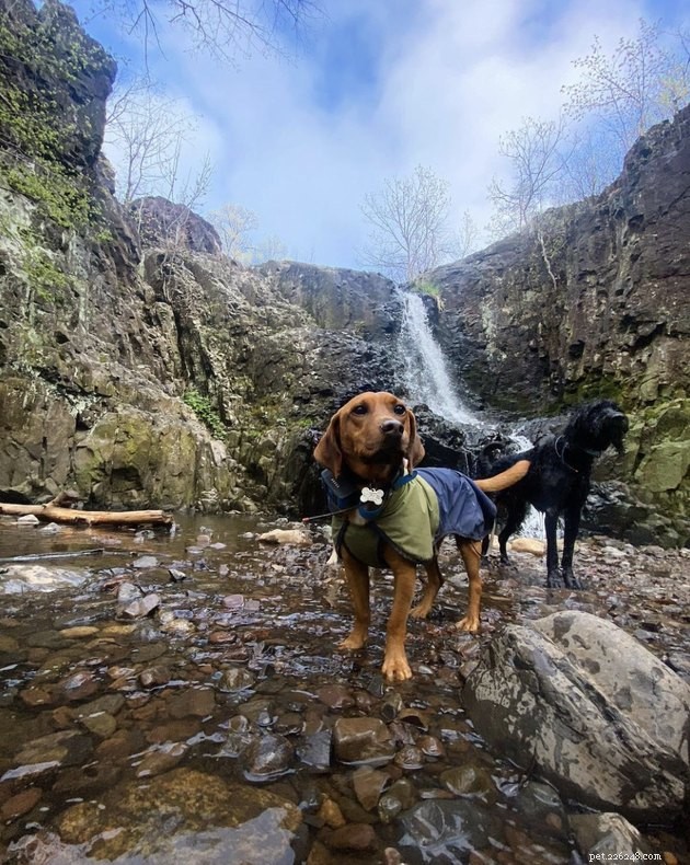 How 19 Dogs Use Hiking to Relieve Stress and Stay Fit