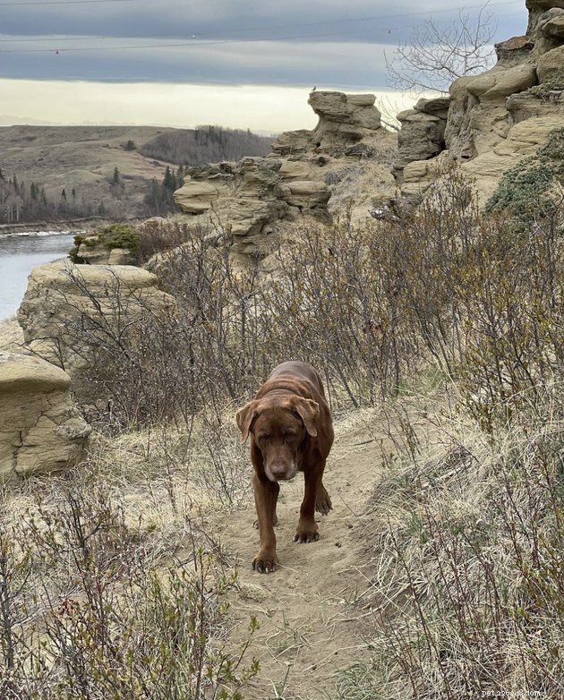 How 19 Dogs Use Hiking to Relieve Stress and Stay Fit