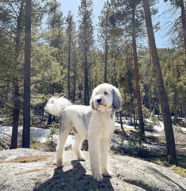 How 19 Dogs Use Hiking to Relieve Stress and Stay Fit