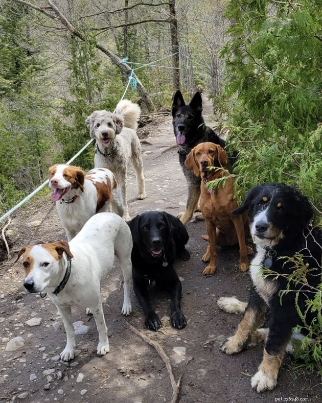 How 19 Dogs Use Hiking to Relieve Stress and Stay Fit