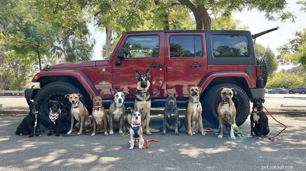 How 19 Dogs Use Hiking to Relieve Stress and Stay Fit