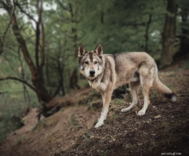 How 19 Dogs Use Hiking to Relieve Stress and Stay Fit