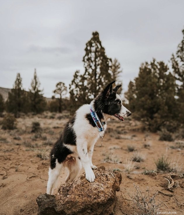 How 19 Dogs Use Hiking to Relieve Stress and Stay Fit