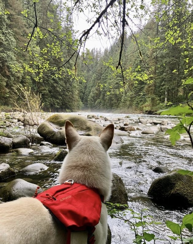 How 19 Dogs Use Hiking to Relieve Stress and Stay Fit