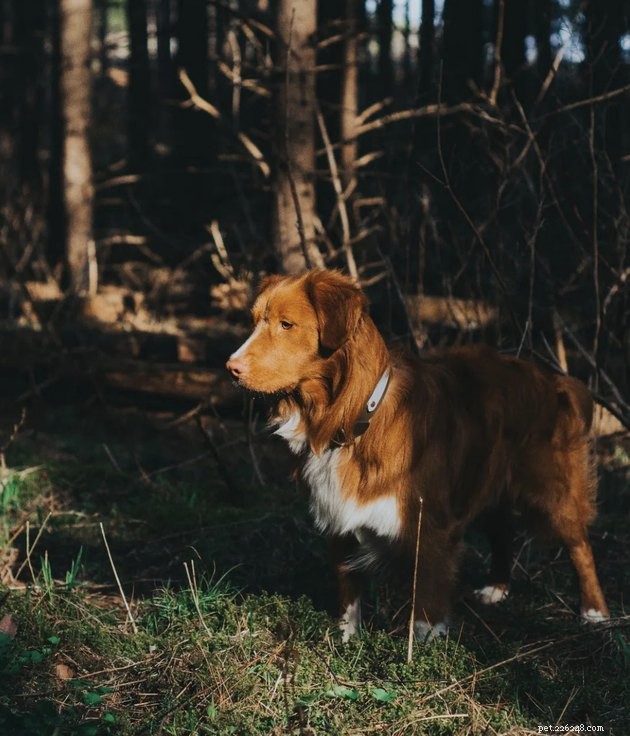How 19 Dogs Use Hiking to Relieve Stress and Stay Fit