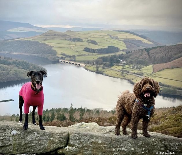 How 19 Dogs Use Hiking to Relieve Stress and Stay Fit