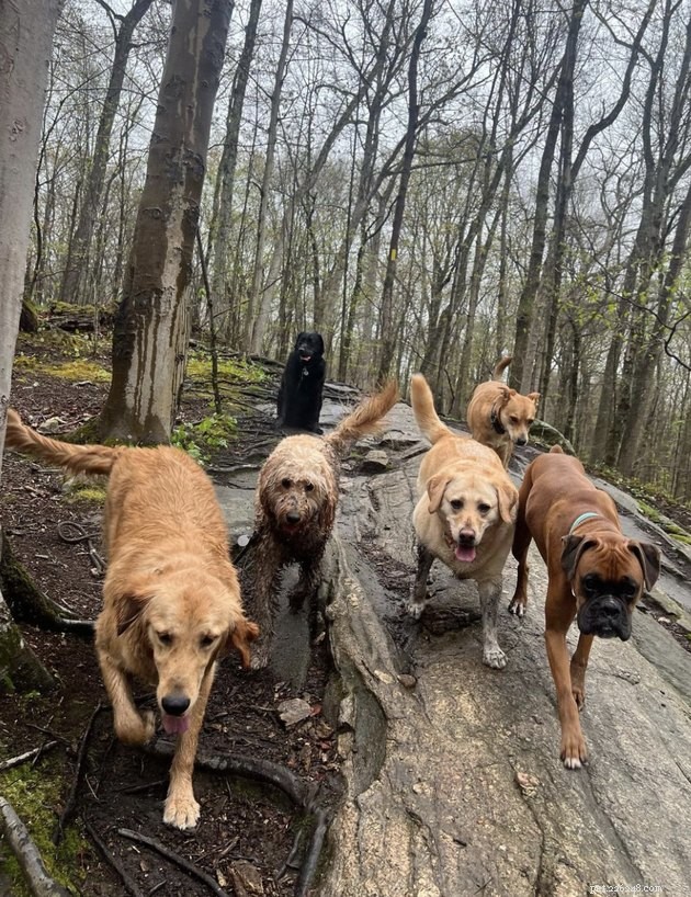 How 19 Dogs Use Hiking to Relieve Stress and Stay Fit