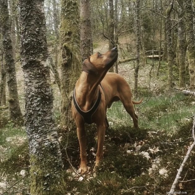 How 19 Dogs Use Hiking to Relieve Stress and Stay Fit