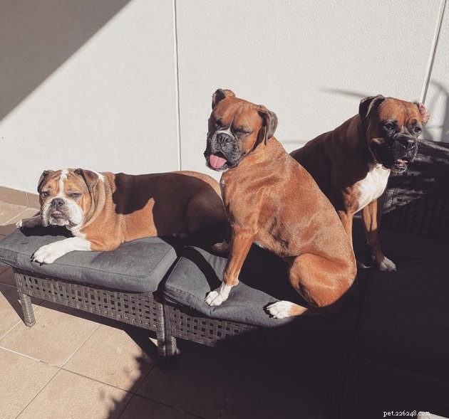 20 Dogs Pursuing the Perfect Tan: A Sunny Canine Adventure