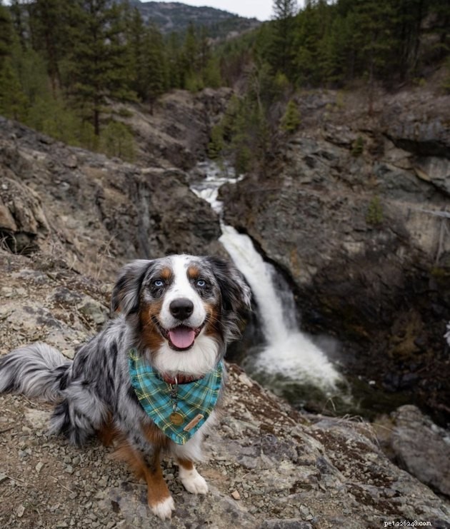 How 19 Dogs Use Hiking to Relieve Stress and Stay Fit