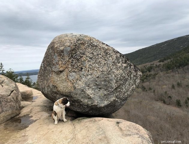 How 19 Dogs Use Hiking to Relieve Stress and Stay Fit