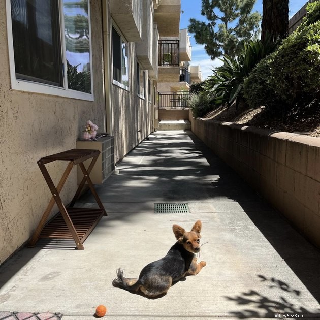 20 Dogs Pursuing the Perfect Tan: A Sunny Canine Adventure