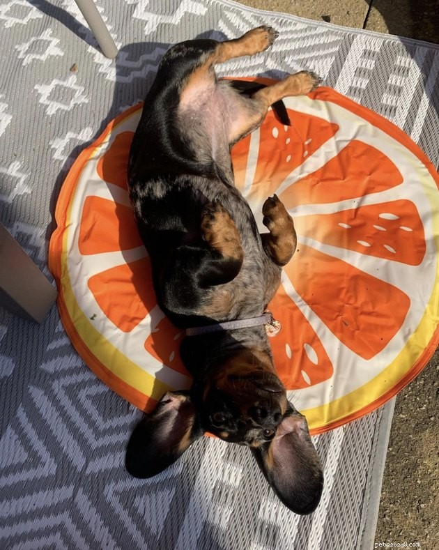20 Dogs Pursuing the Perfect Tan: A Sunny Canine Adventure