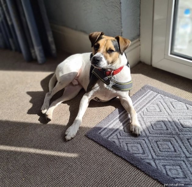 20 Dogs Pursuing the Perfect Tan: A Sunny Canine Adventure