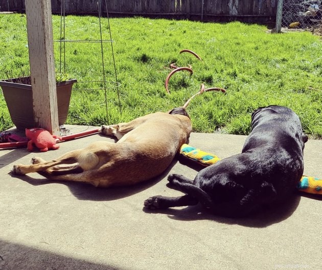 20 Dogs Pursuing the Perfect Tan: A Sunny Canine Adventure
