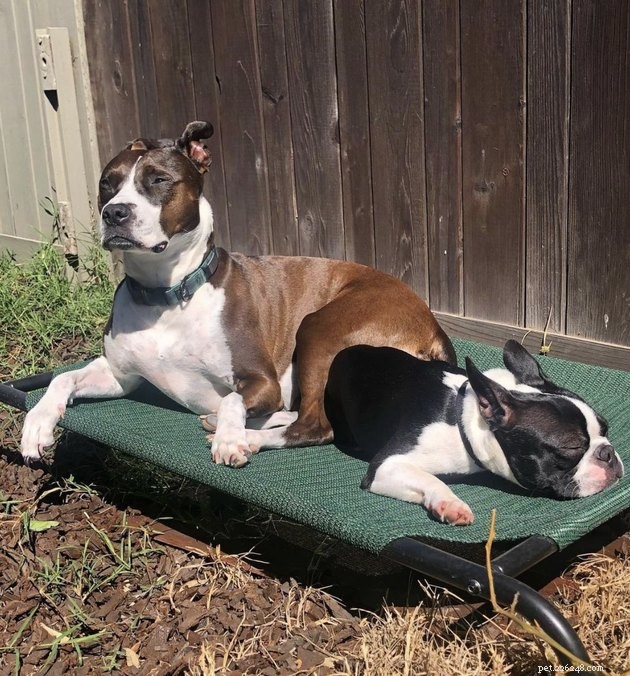 20 Dogs Pursuing the Perfect Tan: A Sunny Canine Adventure