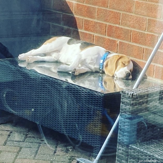 20 Dogs Pursuing the Perfect Tan: A Sunny Canine Adventure