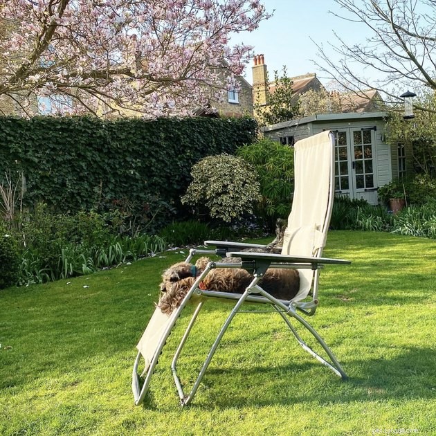 20 Dogs Pursuing the Perfect Tan: A Sunny Canine Adventure
