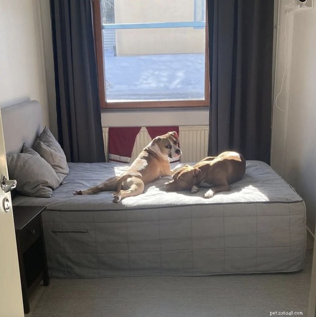 20 Dogs Pursuing the Perfect Tan: A Sunny Canine Adventure
