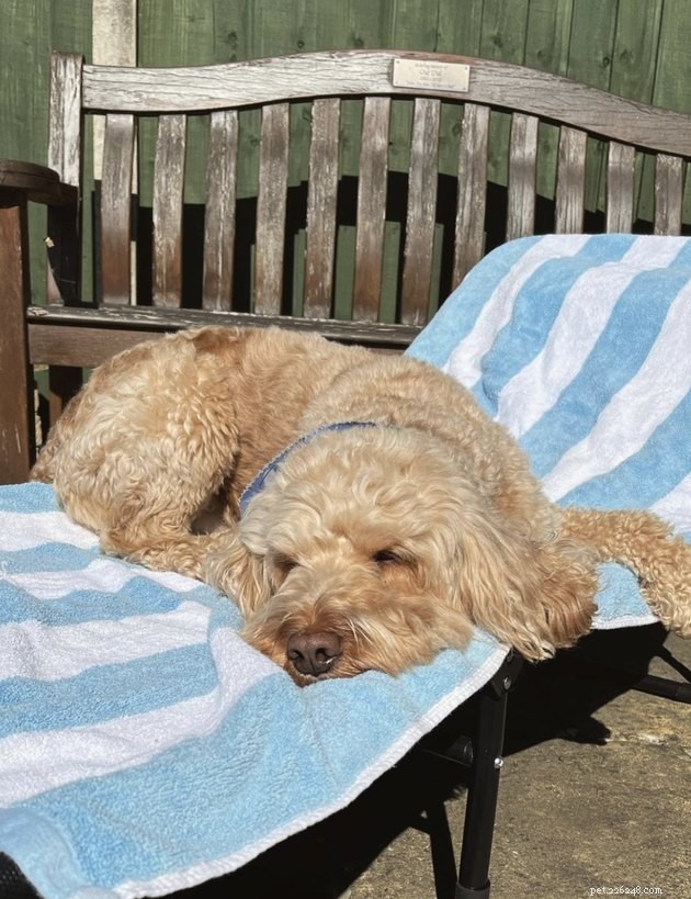 20 Dogs Pursuing the Perfect Tan: A Sunny Canine Adventure