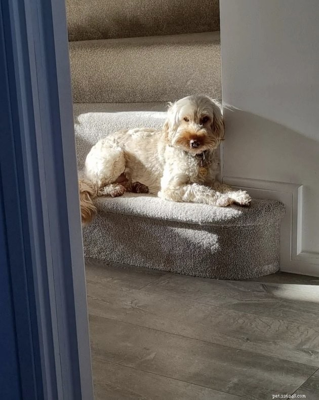 20 Dogs Pursuing the Perfect Tan: A Sunny Canine Adventure