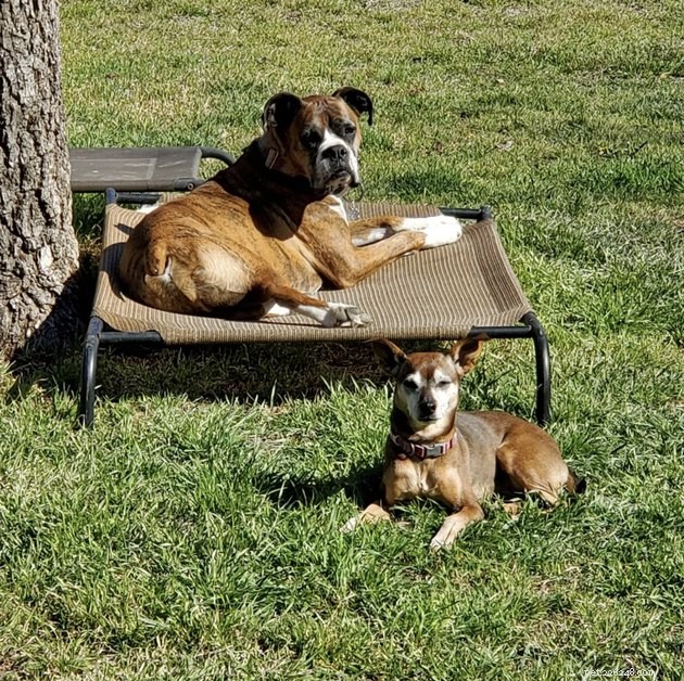 20 Dogs Pursuing the Perfect Tan: A Sunny Canine Adventure