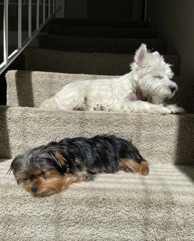 20 Dogs Pursuing the Perfect Tan: A Sunny Canine Adventure