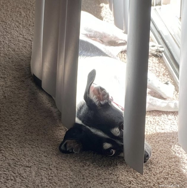 20 Dogs Pursuing the Perfect Tan: A Sunny Canine Adventure