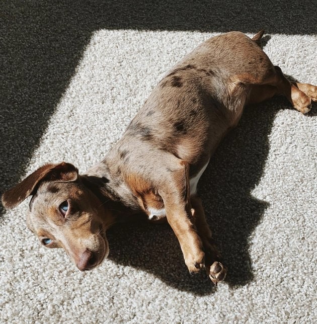 20 Dogs Pursuing the Perfect Tan: A Sunny Canine Adventure