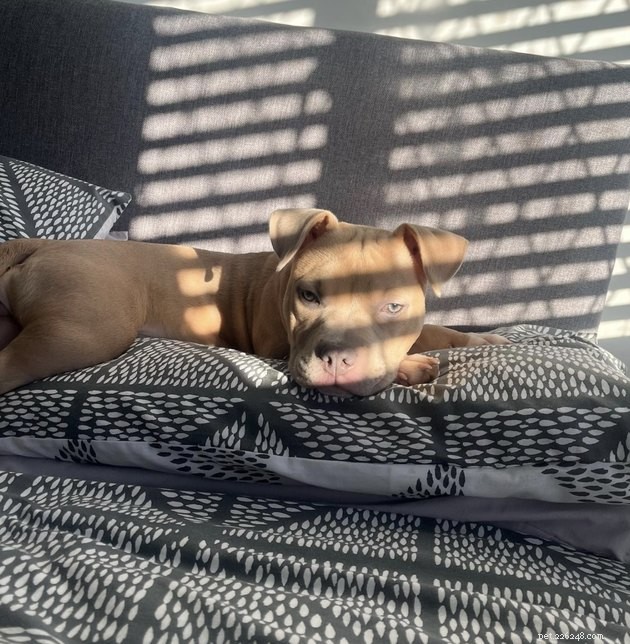 20 Dogs Pursuing the Perfect Tan: A Sunny Canine Adventure