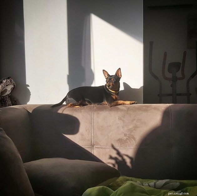 20 Dogs Pursuing the Perfect Tan: A Sunny Canine Adventure