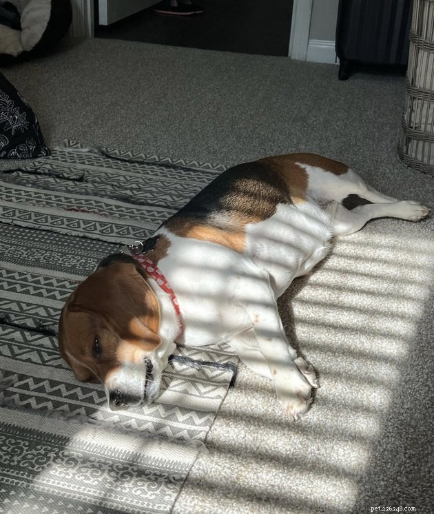20 Dogs Pursuing the Perfect Tan: A Sunny Canine Adventure