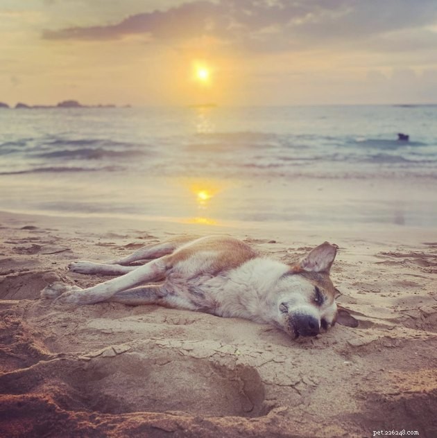 20 Dogs Pursuing the Perfect Tan: A Sunny Canine Adventure