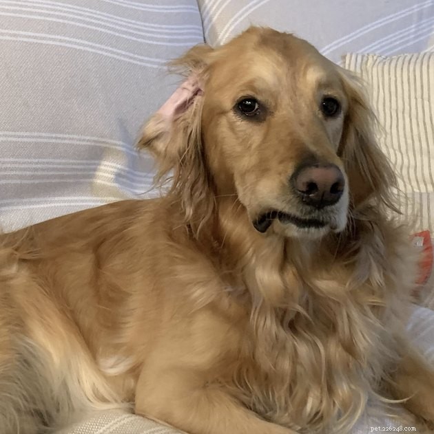 19 Dogs With Unnoticed Inverted Ears: Spotting and Caring for This Common Condition