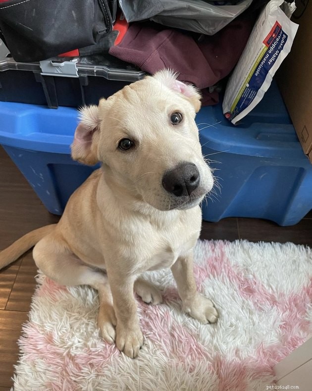 19 Dogs With Unnoticed Inverted Ears: Spotting and Caring for This Common Condition