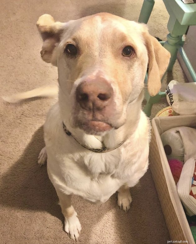 19 Dogs With Unnoticed Inverted Ears: Spotting and Caring for This Common Condition
