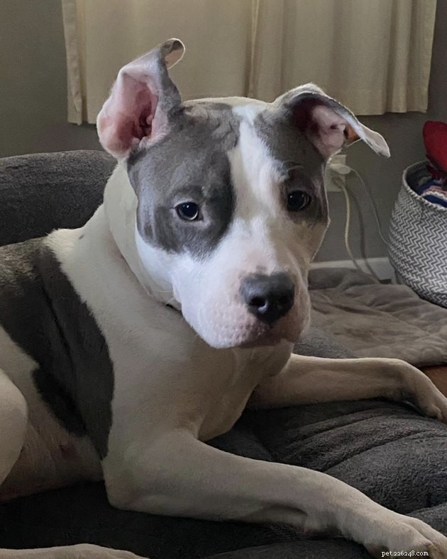19 Dogs With Unnoticed Inverted Ears: Spotting and Caring for This Common Condition