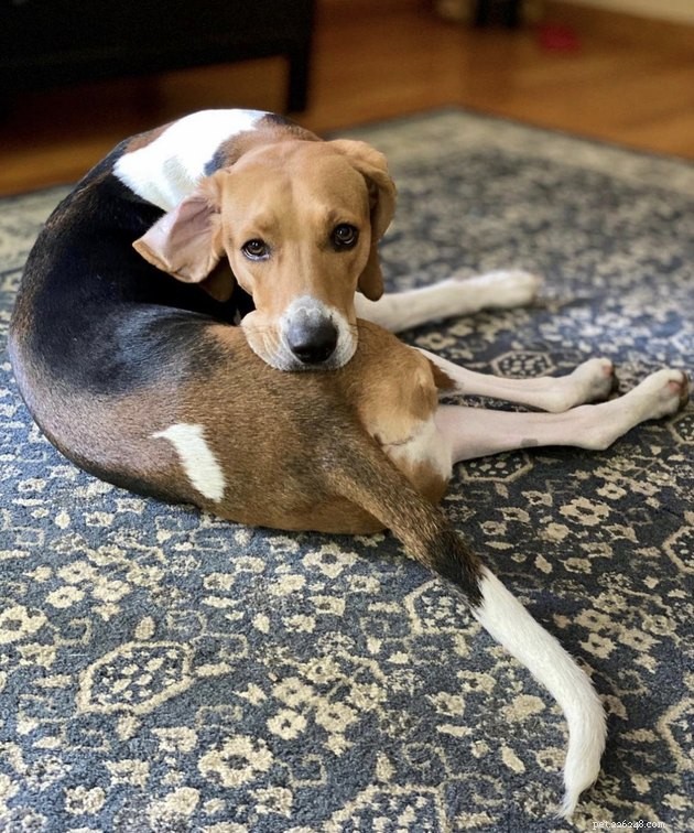 19 Dogs With Unnoticed Inverted Ears: Spotting and Caring for This Common Condition