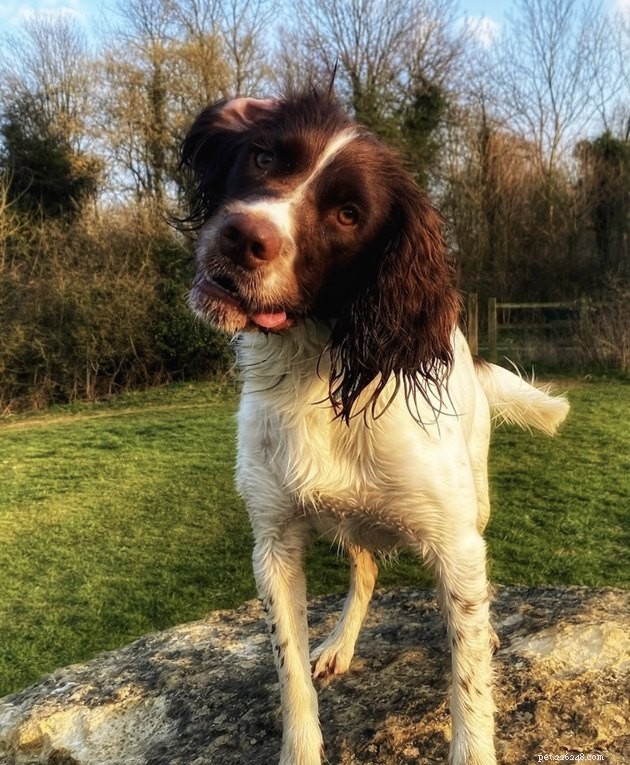 19 Dogs With Unnoticed Inverted Ears: Spotting and Caring for This Common Condition