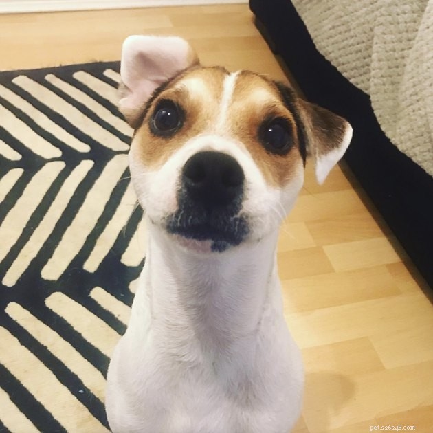 19 Dogs With Unnoticed Inverted Ears: Spotting and Caring for This Common Condition