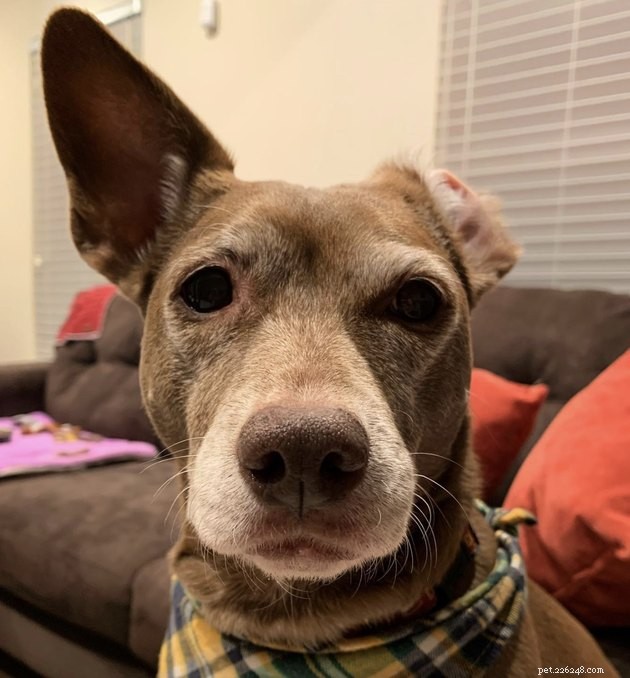 19 Dogs With Unnoticed Inverted Ears: Spotting and Caring for This Common Condition