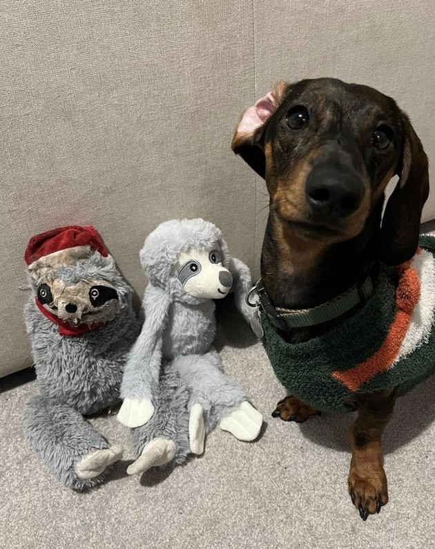 19 Dogs With Unnoticed Inverted Ears: Spotting and Caring for This Common Condition